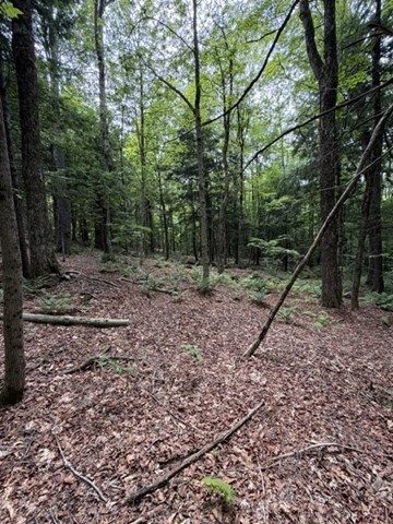 0 Cyrus Stage Road Rowe, MA 01367 - Photo 11 of 16 Gallery Image 11