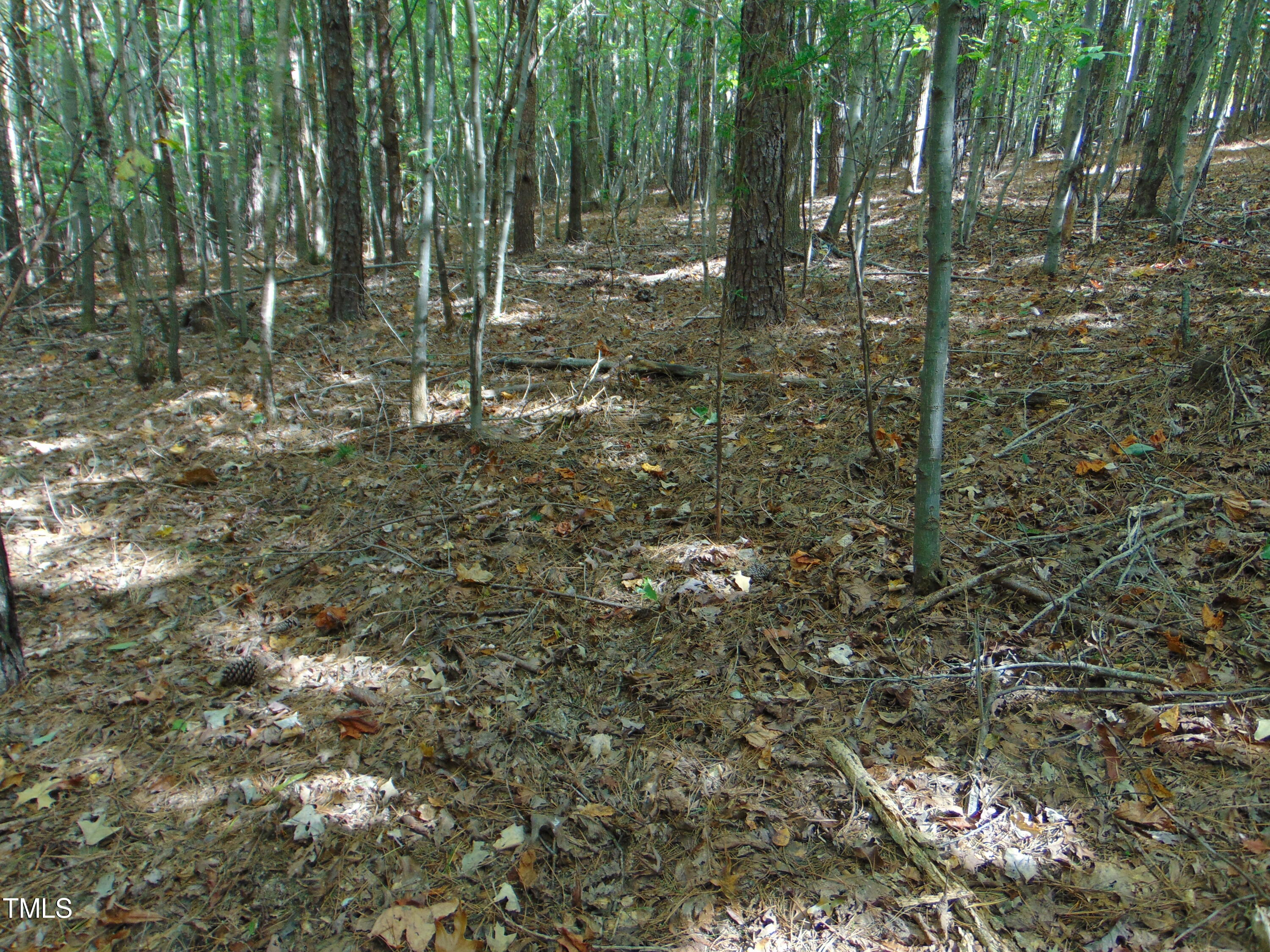 0 Tungsten Mine Road Bullock, NC 27507 - Photo 11 of 15 a view of a forest with trees in the background