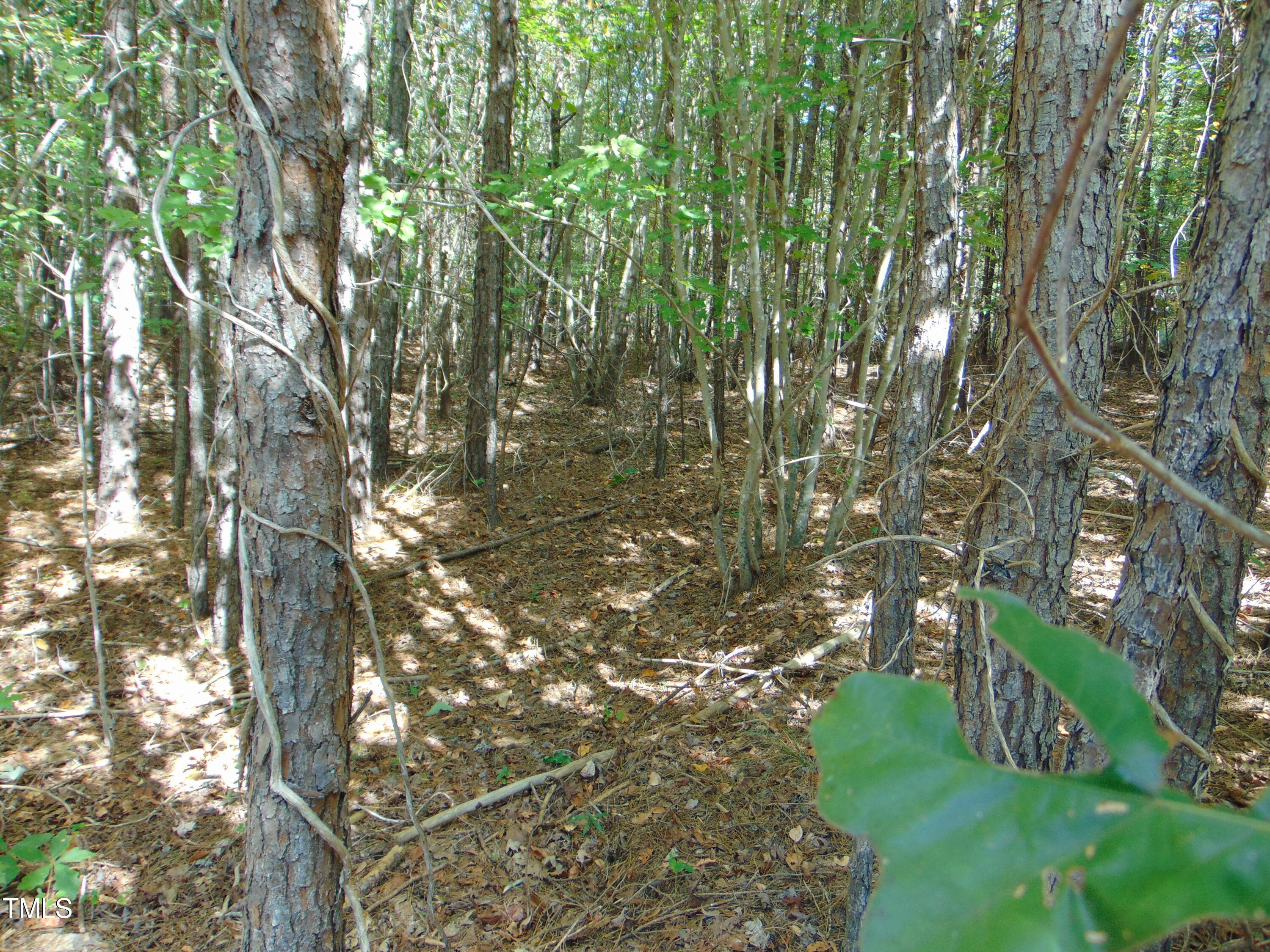 0 Tungsten Mine Road Bullock, NC 27507 - Photo 5 of 15 a backyard of a house with lots of green space