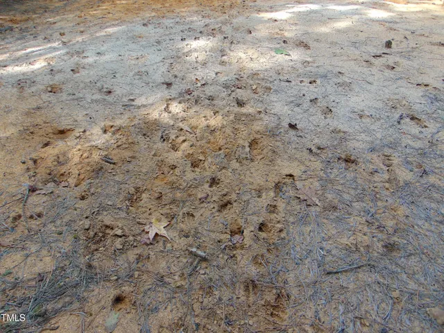 a view of a dry yard