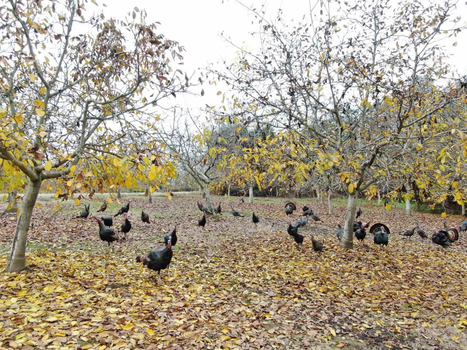 20800 Elliott Road Lockeford, CA 95237 - Photo 12 of 14 a view of a yard covered with snow