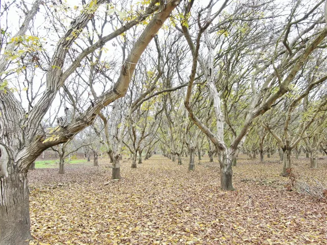 a large tree in the middle of the snow