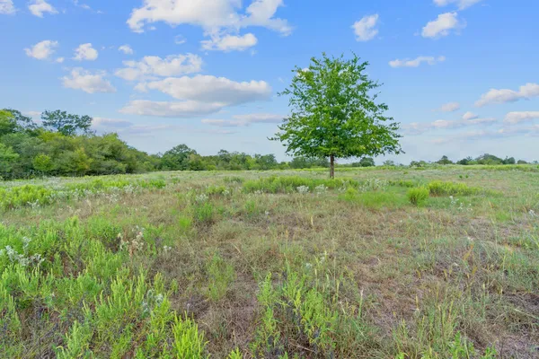 a view of a lush green space