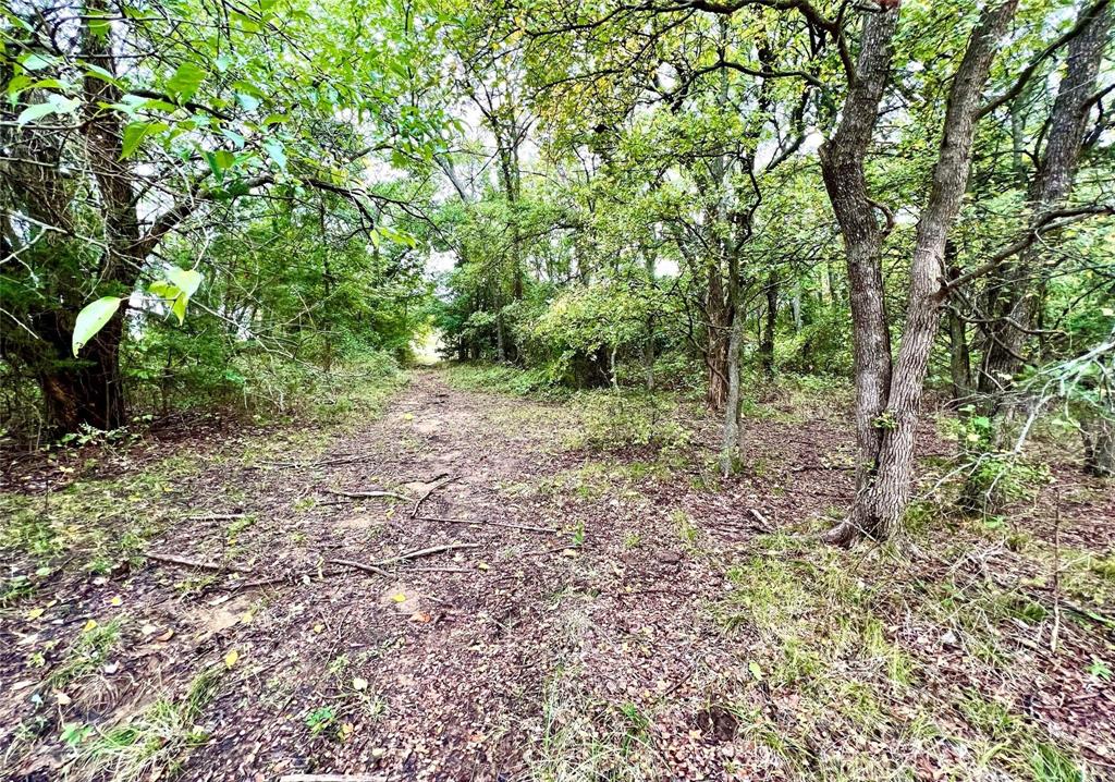 Tbd Tbd Cr-2117 Gainesville, TX 76240 - Photo 20 of 35 a view of a forest with trees in the background