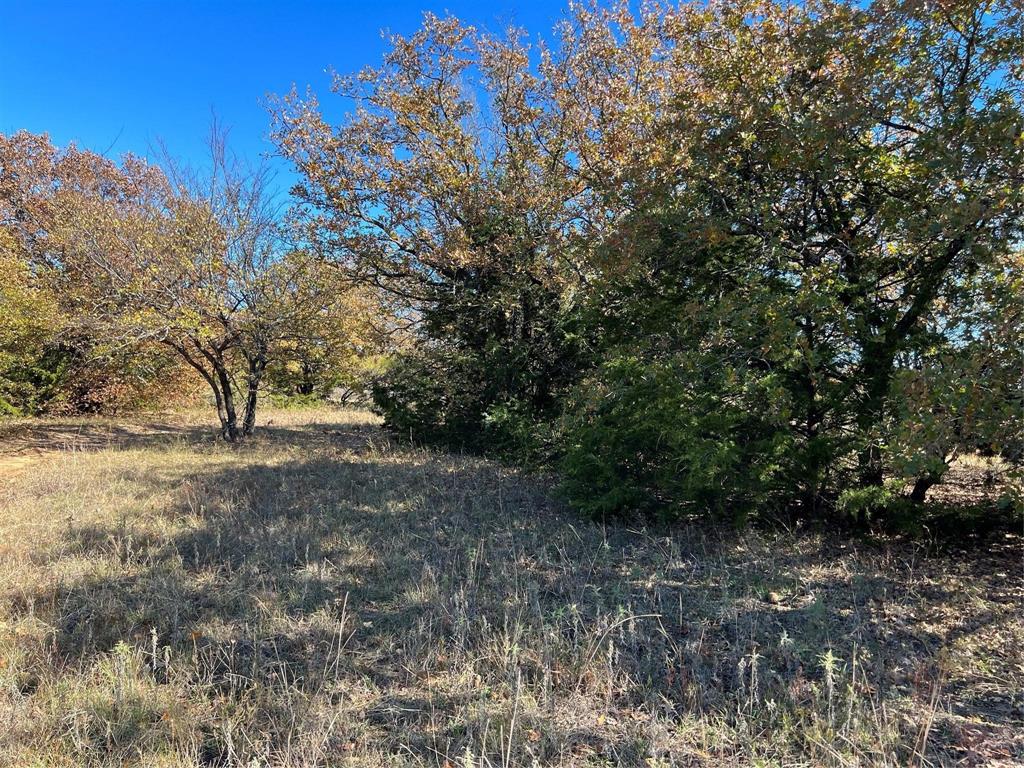 Tbd Tbd Cr-2117 Gainesville, TX 76240 - Photo 21 of 35 a view of a forest with trees in the background