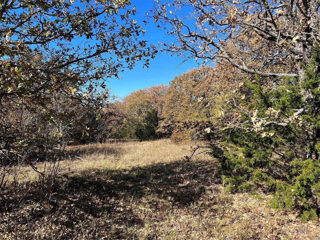 Tbd Tbd Cr-2117 Gainesville, TX 76240 - Photo 22 of 35 a view of a forest with a tree
