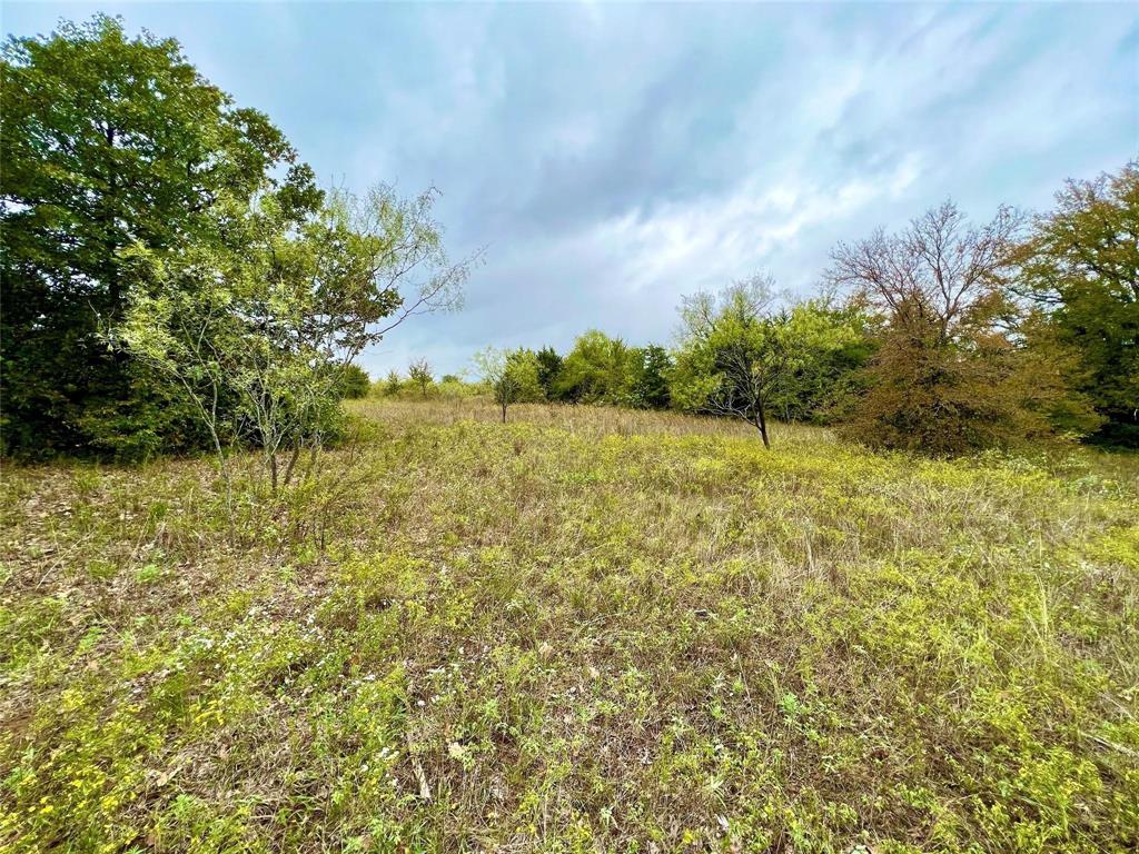 Tbd Tbd Cr-2117 Gainesville, TX 76240 - Photo 8 of 35 a view of a yard with plants and large trees