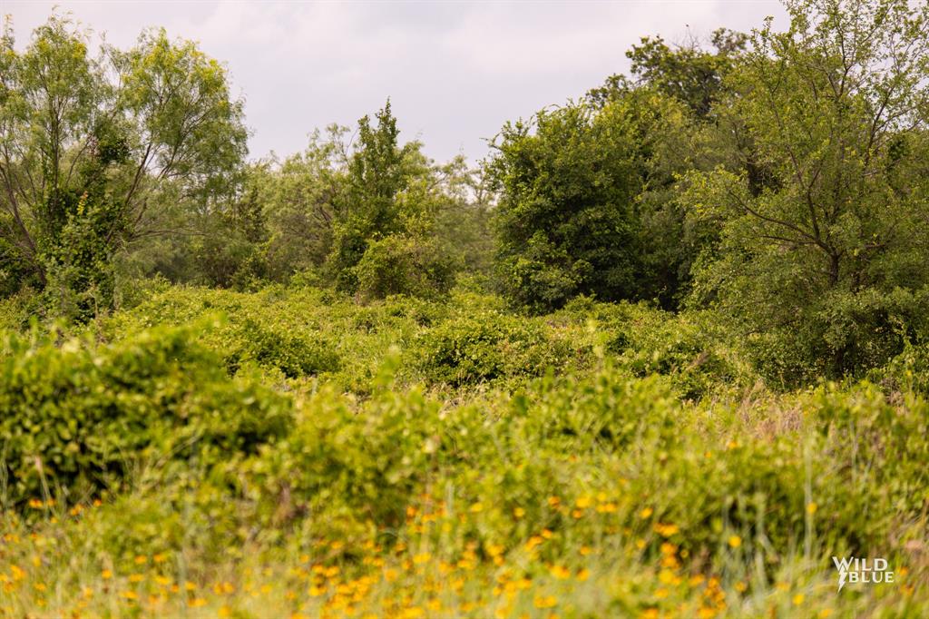 Lot 26 New Hope Road Palo Pinto, TX 76484 - Photo 22 of 33 View of local wilderness