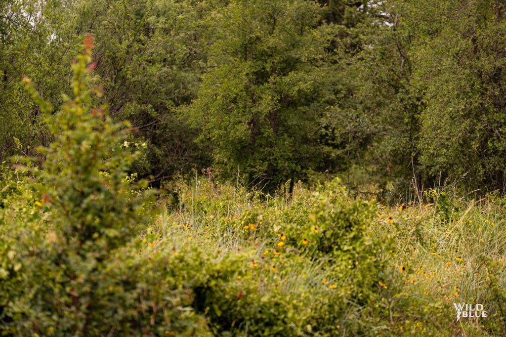 Lot 26 New Hope Road Palo Pinto, TX 76484 - Photo 23 of 33 View of nature
