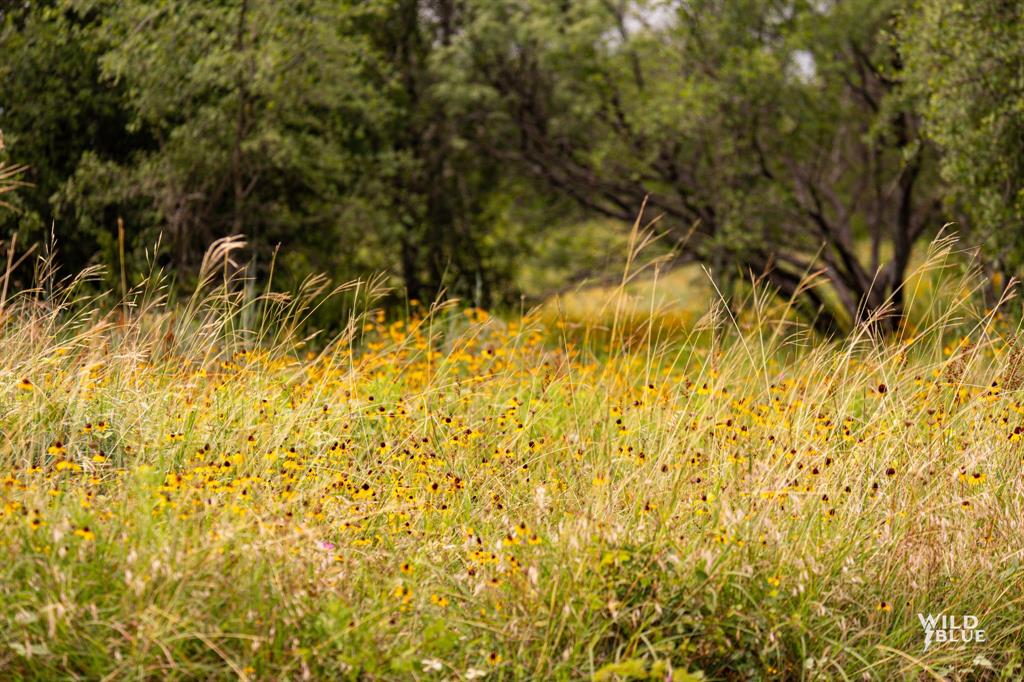 Lot 26 New Hope Road Palo Pinto, TX 76484 - Photo 24 of 33 View of local wilderness