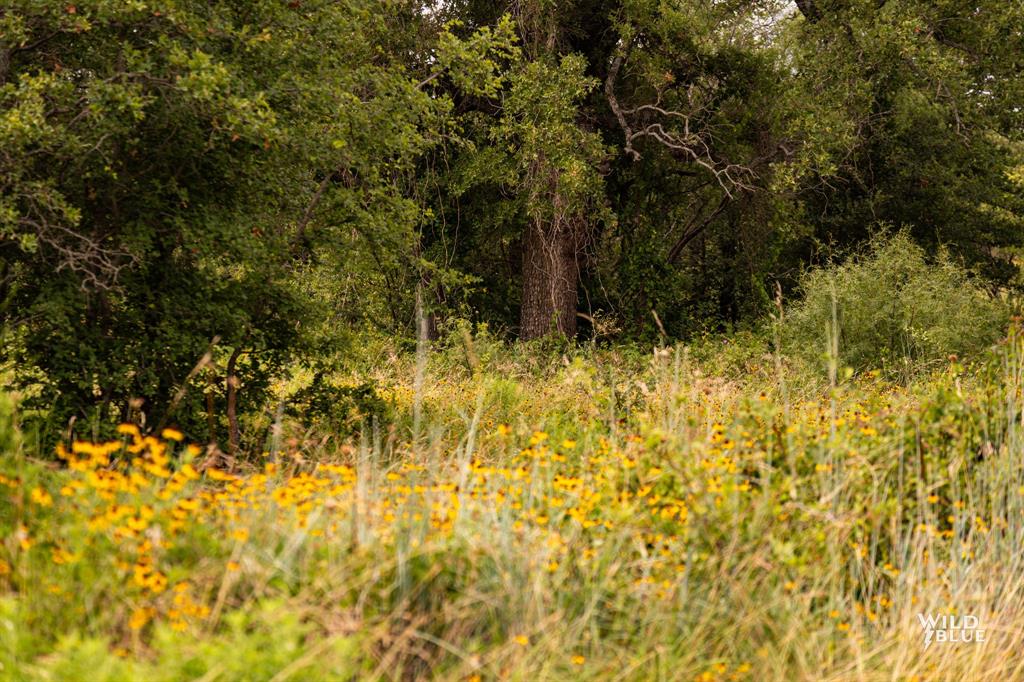 Lot 26 New Hope Road Palo Pinto, TX 76484 - Photo 26 of 33 View of nature