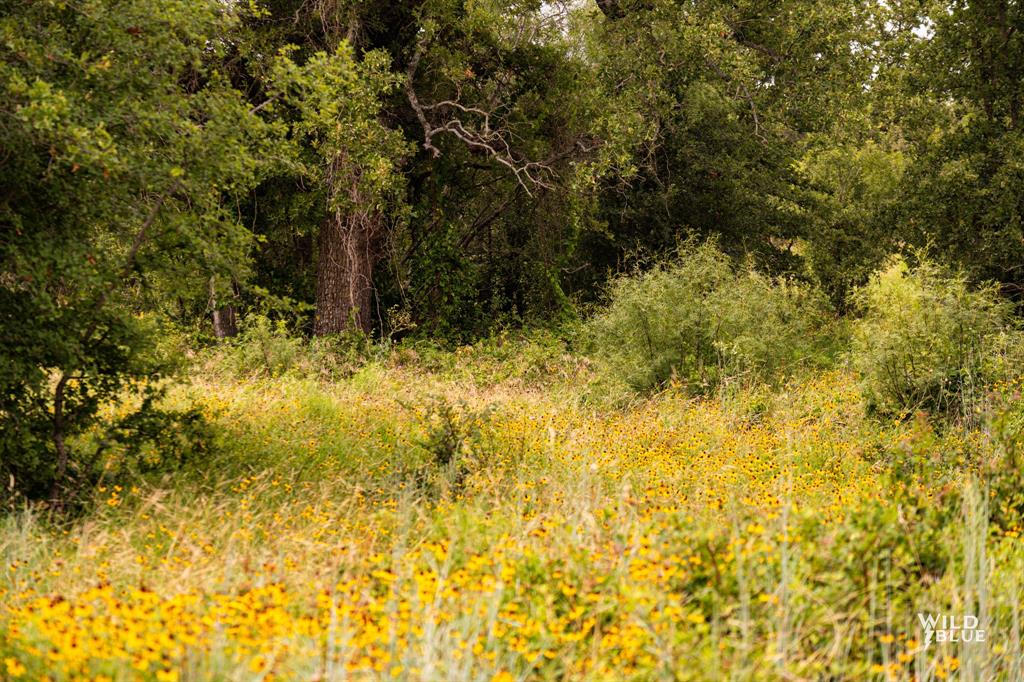 Lot 26 New Hope Road Palo Pinto, TX 76484 - Photo 27 of 33 View of nature
