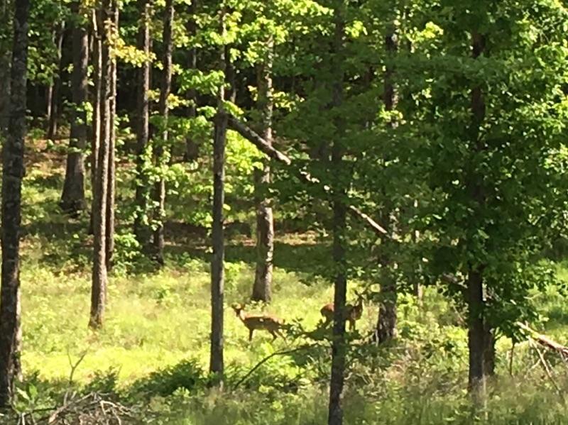 927 Goosepond Road Monterey, TN 38574 - Photo 37 of 39 Deer