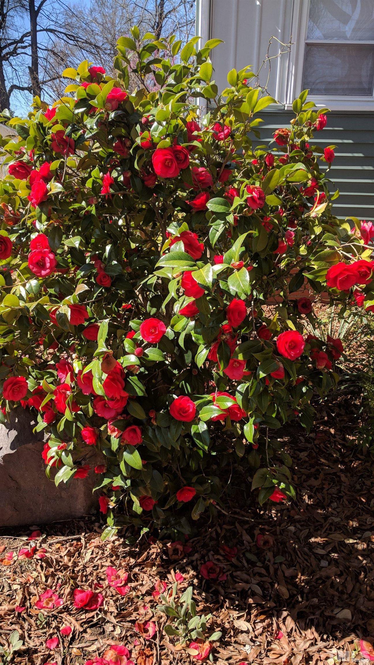1713 Forest Road Durham, NC 27705 - Photo 27 of 35 a flower lots of flowers