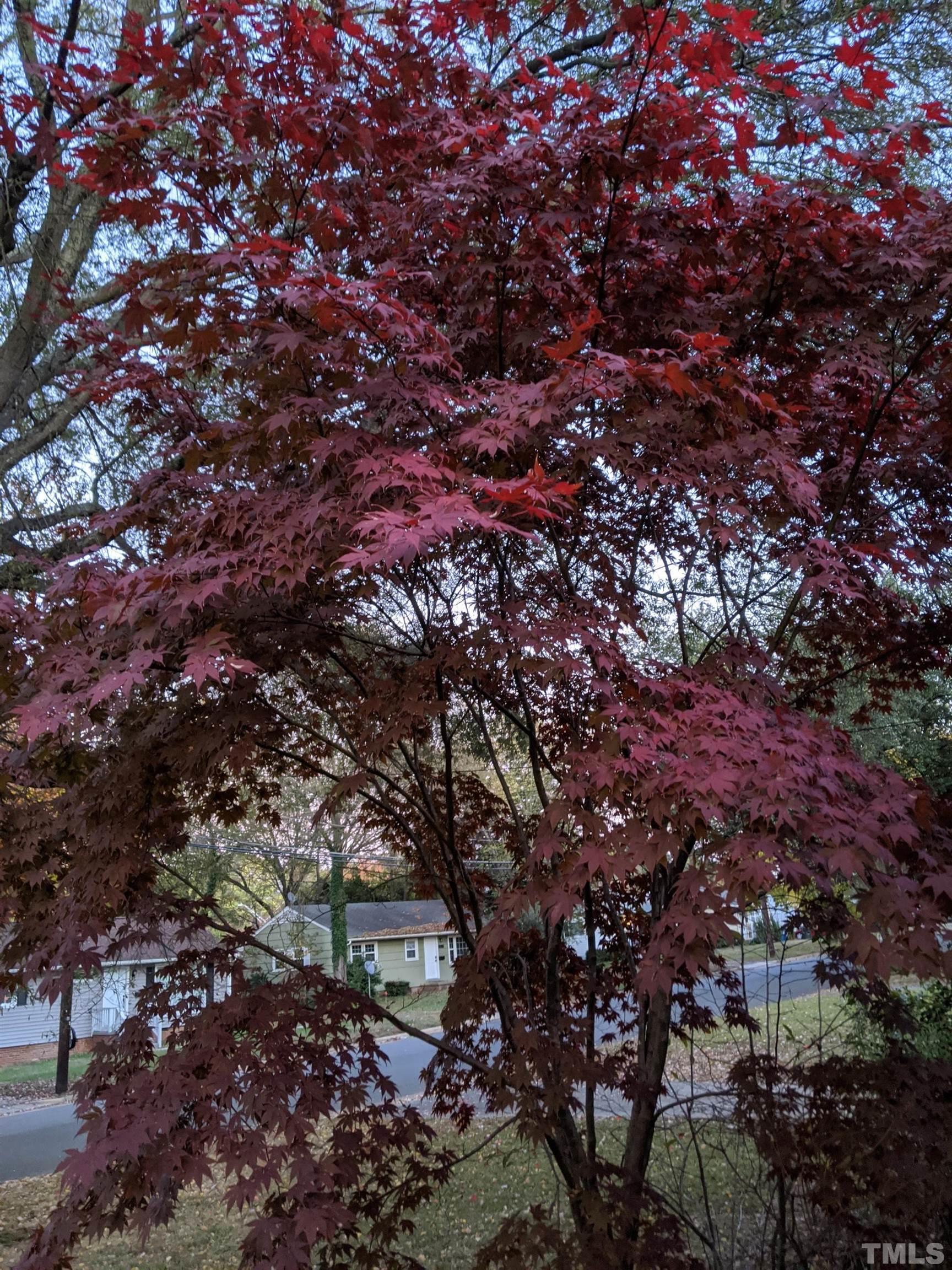 1713 Forest Road Durham, NC 27705 - Photo 35 of 35 a view of a tree in a forest