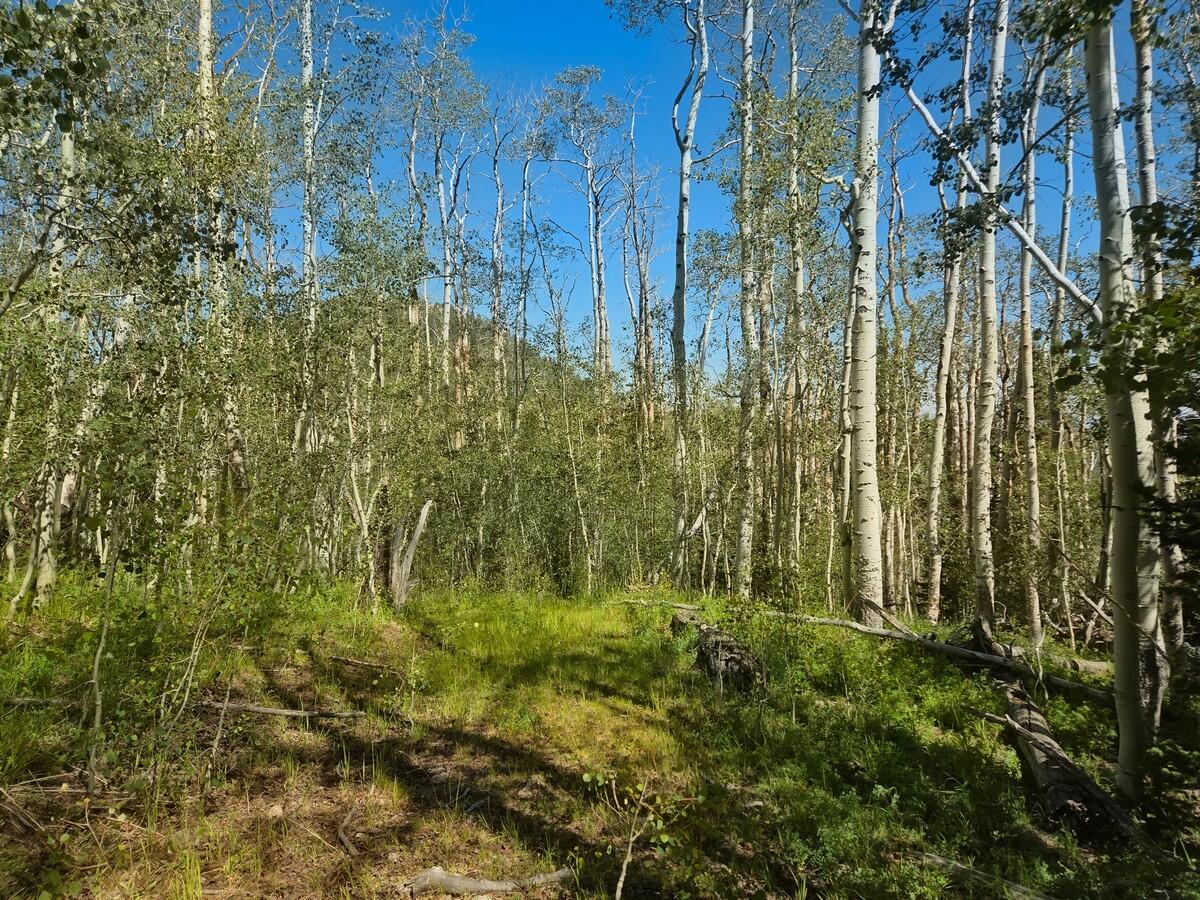 40 Acres Summit Mountain Road Brian Head, UT 84719 - Photo 10 of 32 Of the Property7