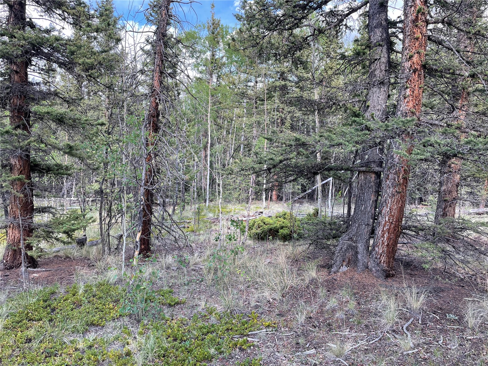 80 Haida Road Como, CO 80456 - Photo 5 of 31 a view of a forest filled with trees
