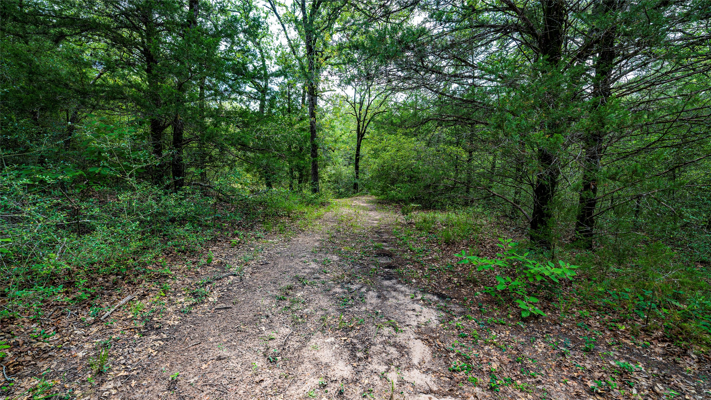 1470 22 Hills Road Gause, TX 77857 - Photo 26 of 35 A secluded wooded pathway winds through lush, verdant trees, offering a private natural retreat.