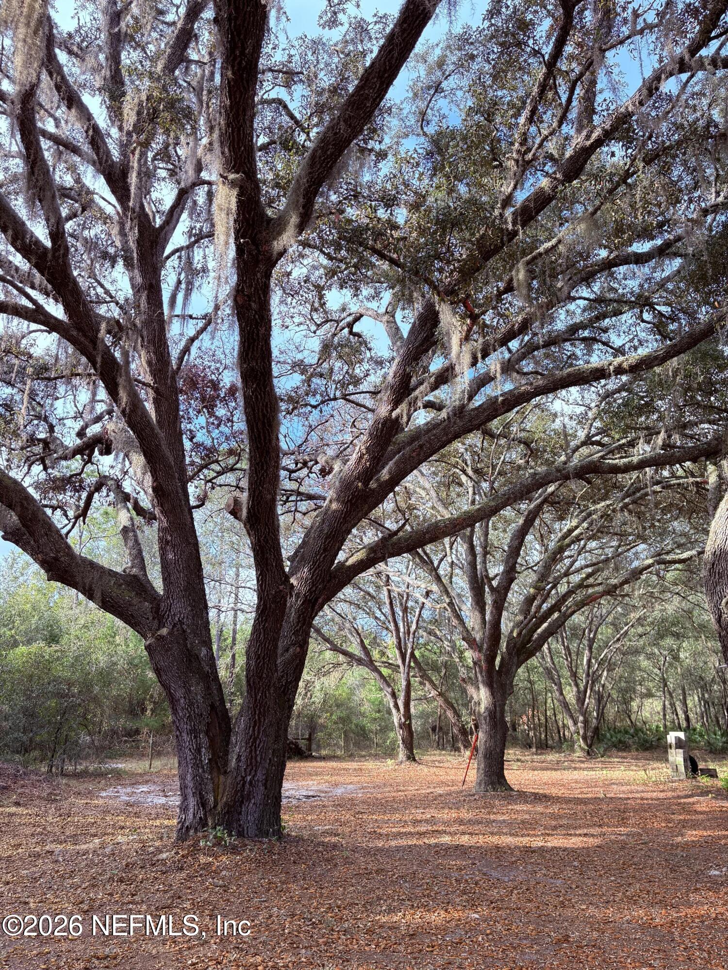 165 Fulton Road Palatka, FL 32177 - Photo 5 of 26 a view of tree in middle of forest