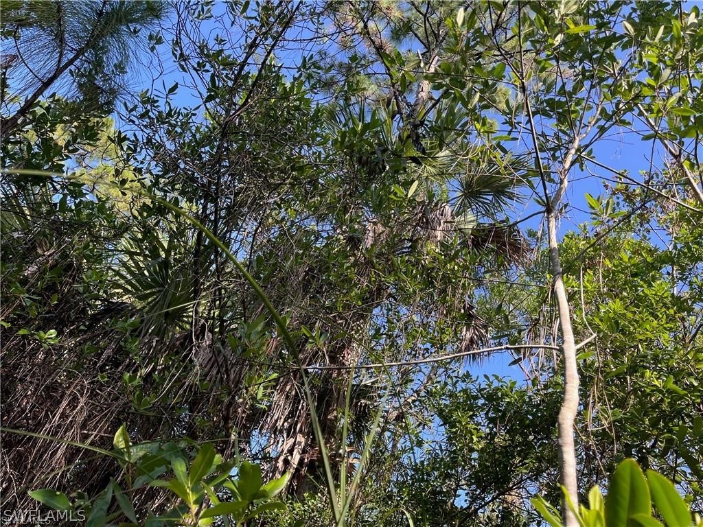 Sr-29 Naples, FL 34117 - Photo 6 of 9 a view of a tree