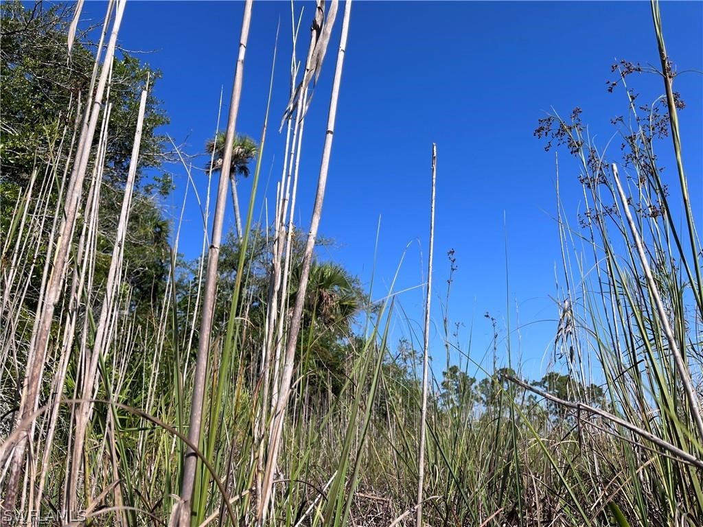 Sr-29 Naples, FL 34117 - Photo 7 of 9 a view of a backyard of a house