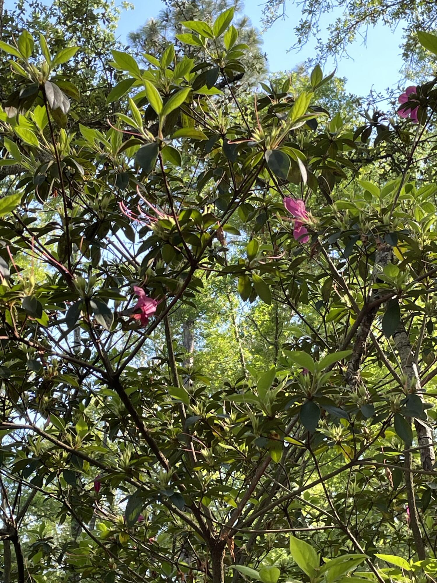 3124 County Road 252 Wellborn, FL 32094 - Photo 20 of 23 AZALEA TREE