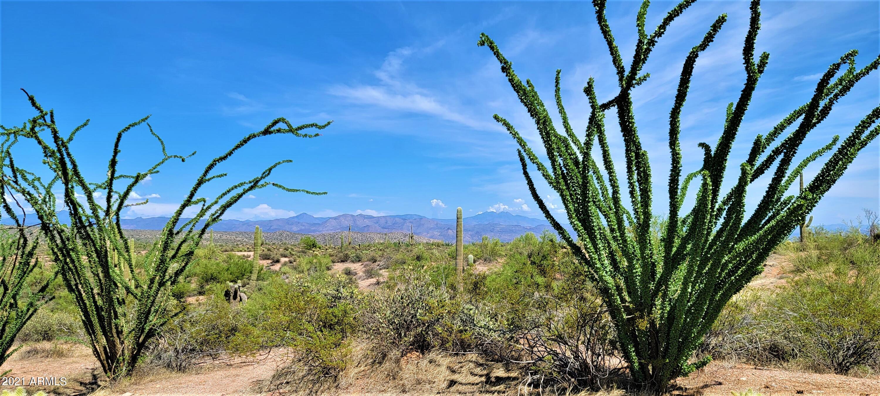 142-x2 East Montello Road Scottsdale, AZ 85262 - Photo 21 of 39 a view of a plant in a garden