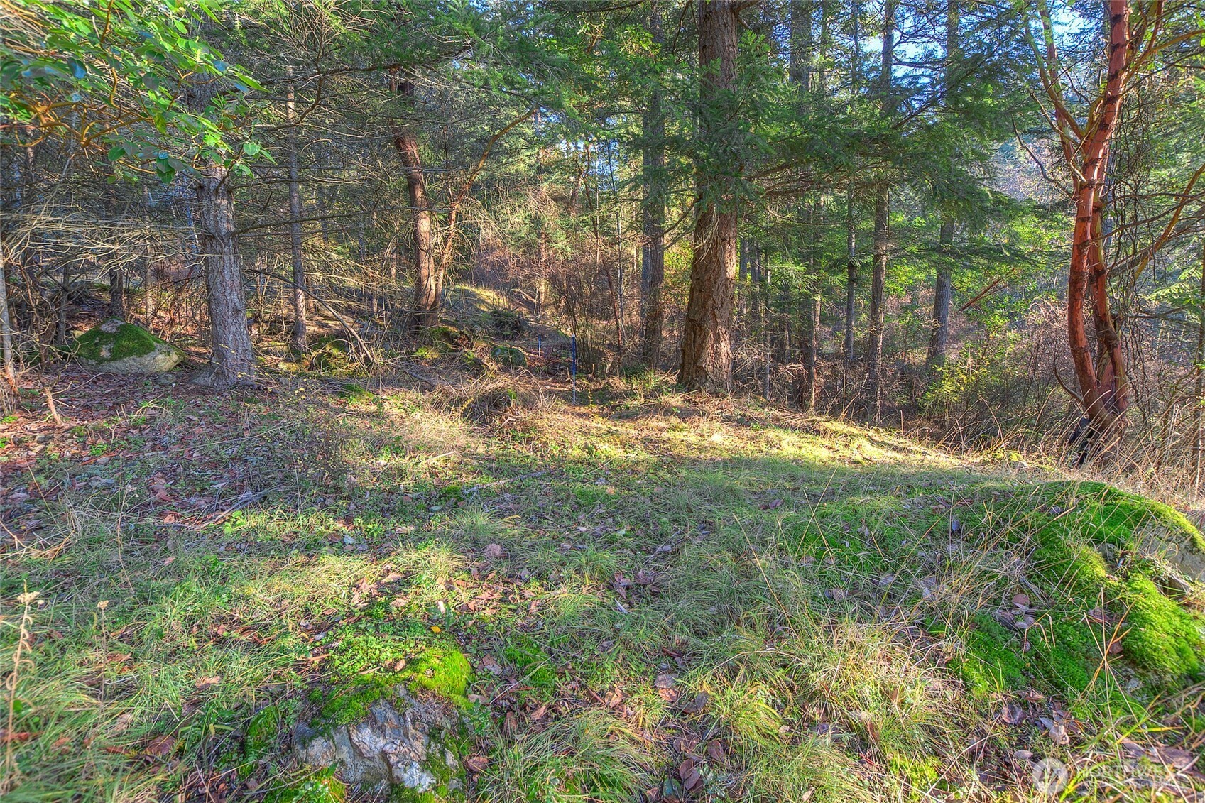 558 Buck Mt Road Orcas Island, WA 98245 - Photo 11 of 22