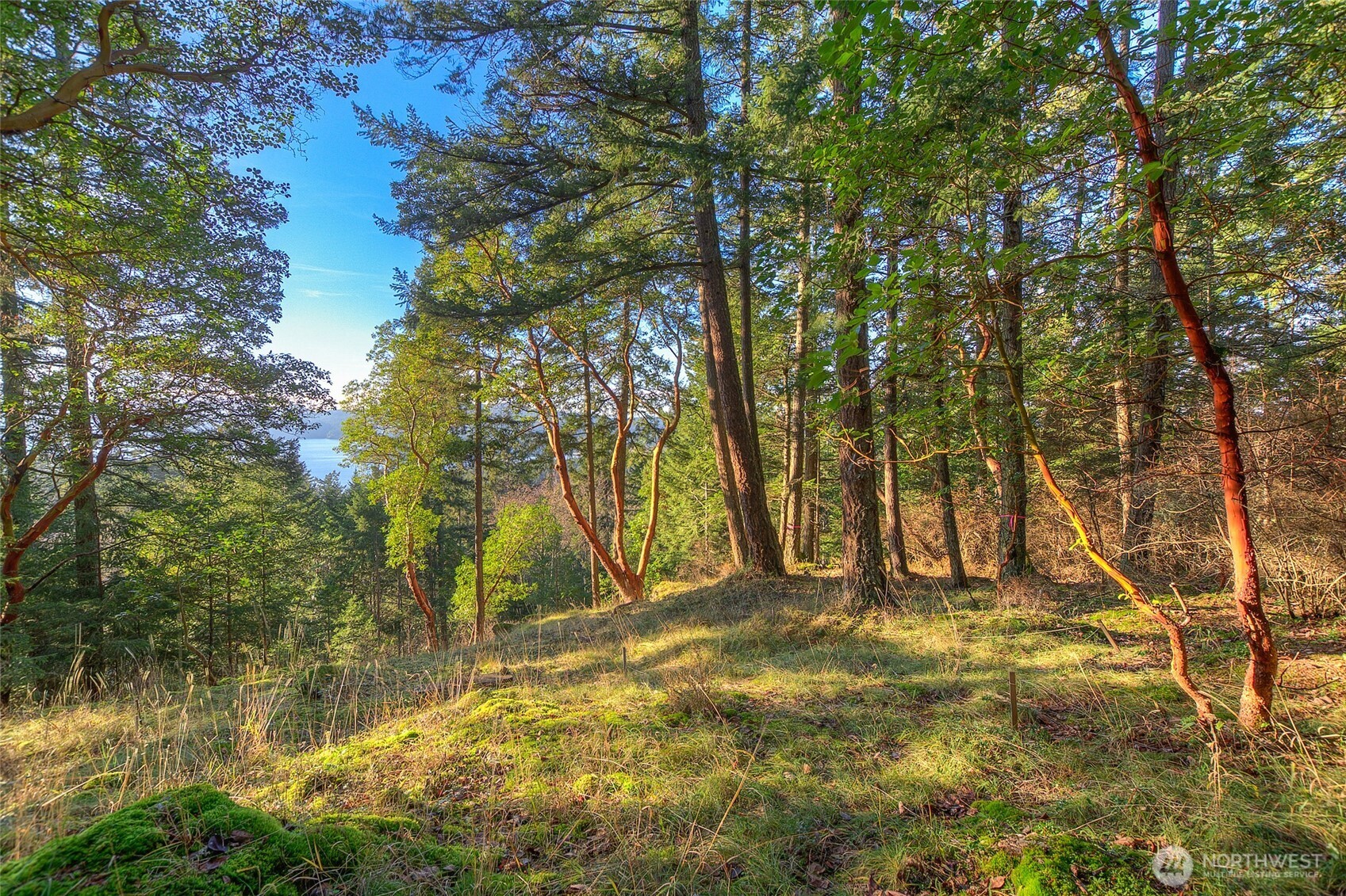 558 Buck Mt Road Orcas Island, WA 98245 - Photo 3 of 22