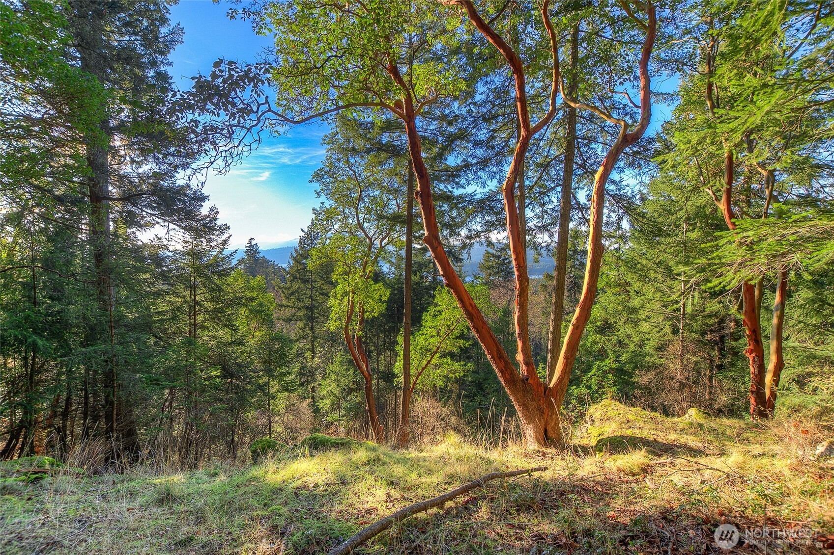 558 Buck Mt Road Orcas Island, WA 98245 - Photo 5 of 22