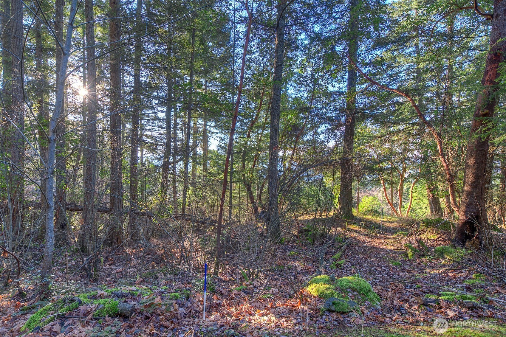 558 Buck Mt Road Orcas Island, WA 98245 - Photo 8 of 22