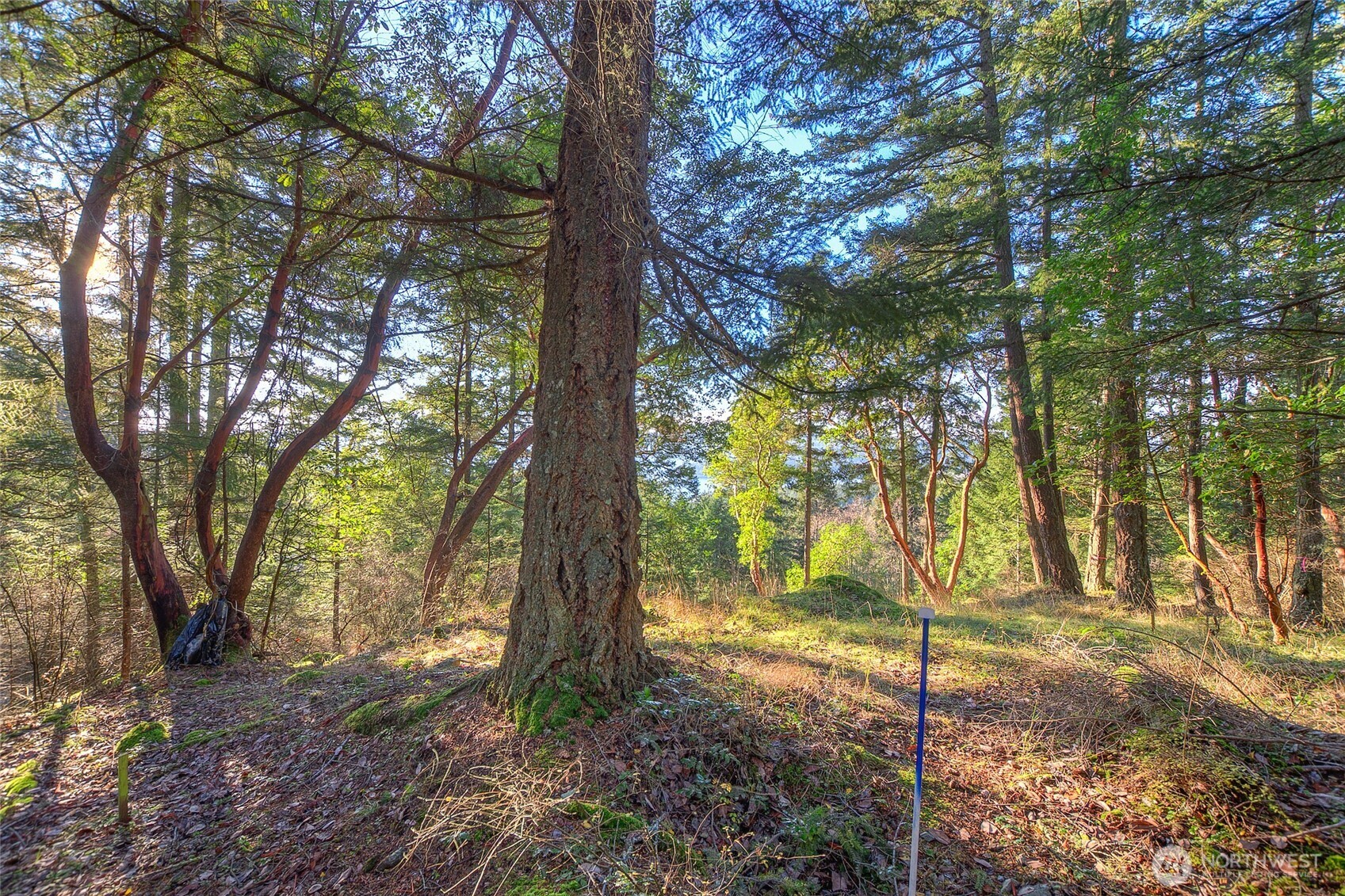 558 Buck Mt Road Orcas Island, WA 98245 - Photo 10 of 22