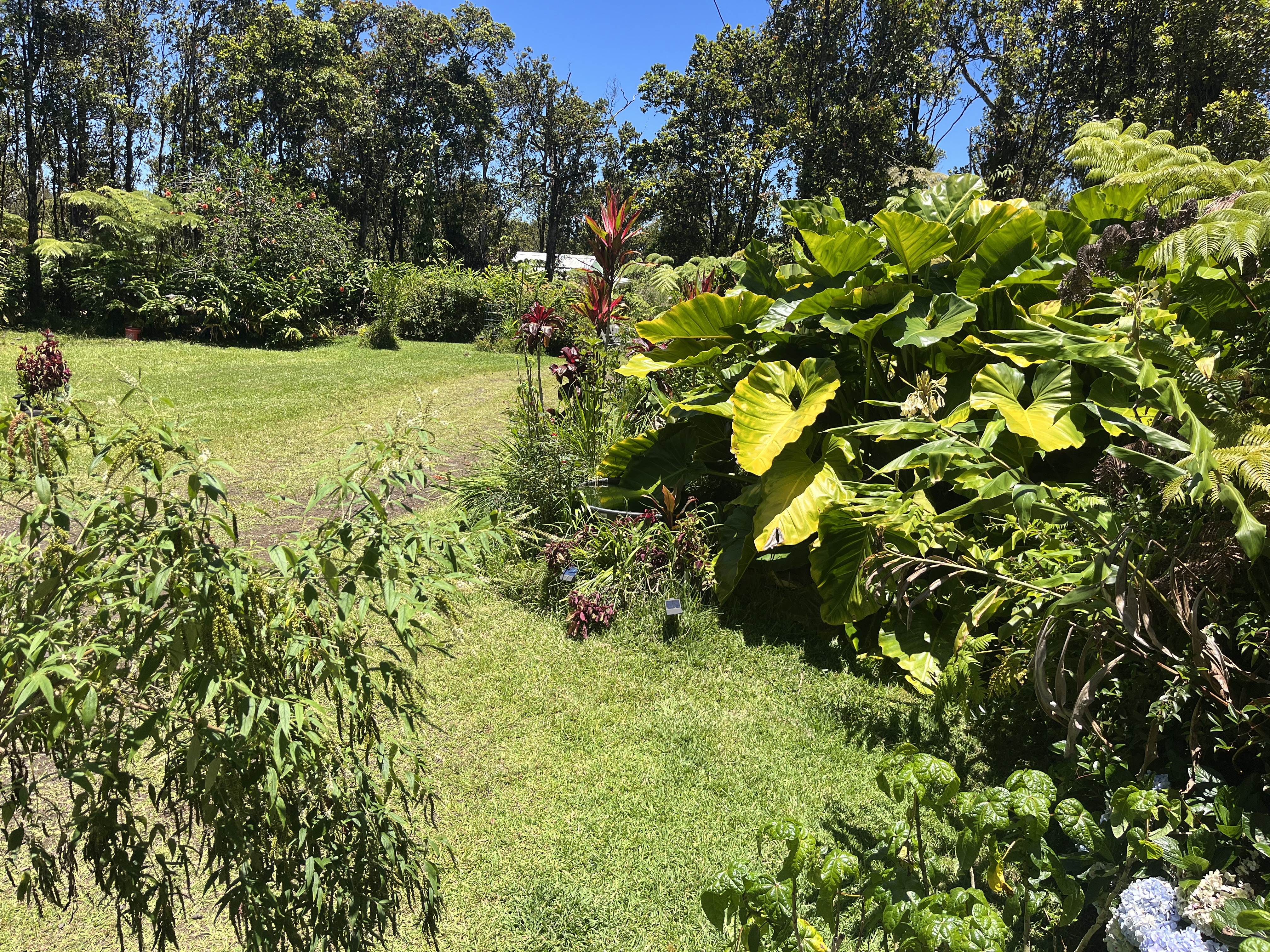 11-2729 Uakoko Road Mountain View, HI 96771 - Photo 21 of 26 a backyard of a house with lots of green space