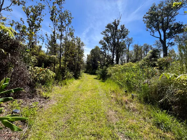 a view of a yard with a tree