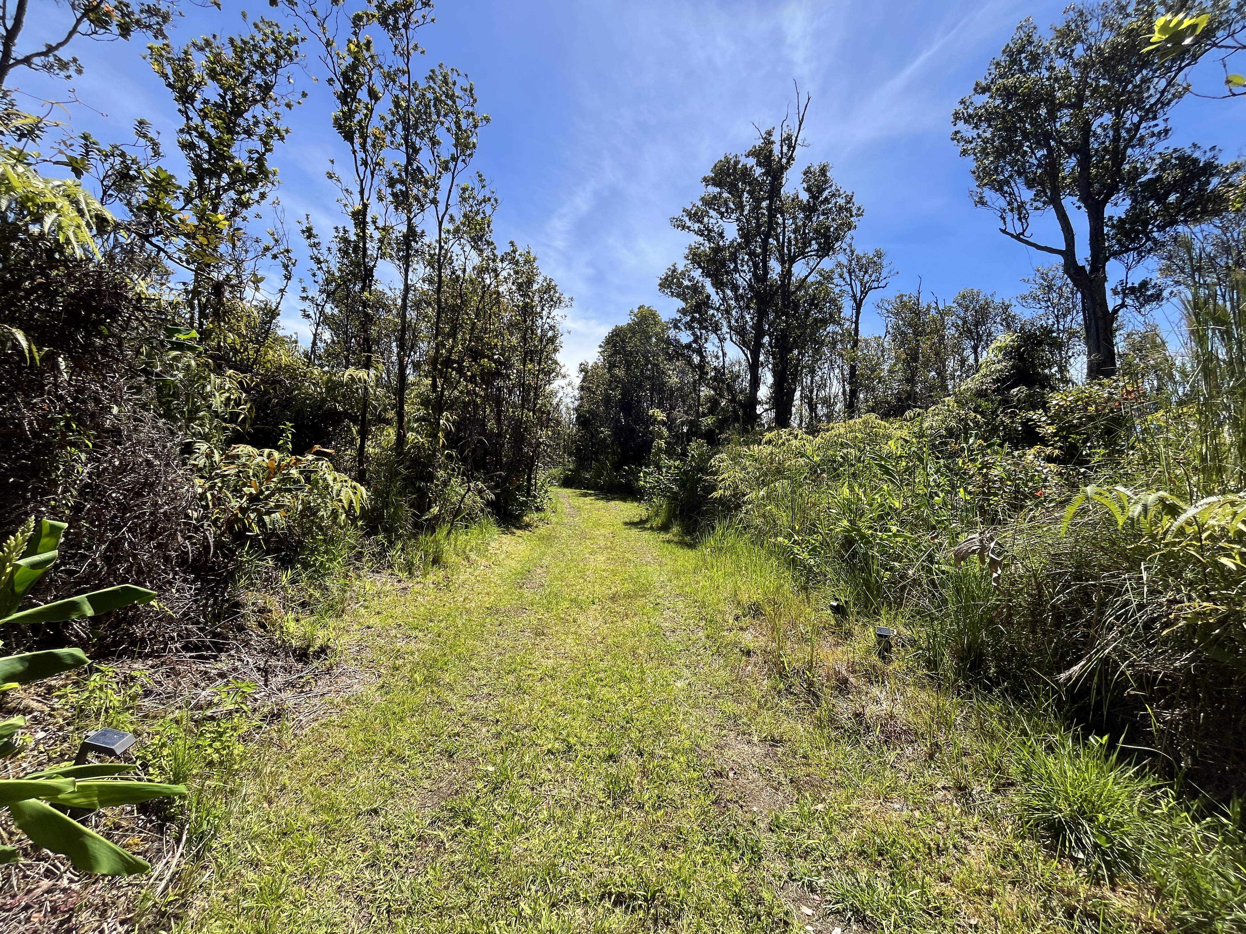 11-2729 Uakoko Road Mountain View, HI 96771 - Photo 22 of 26 a view of a yard with a tree