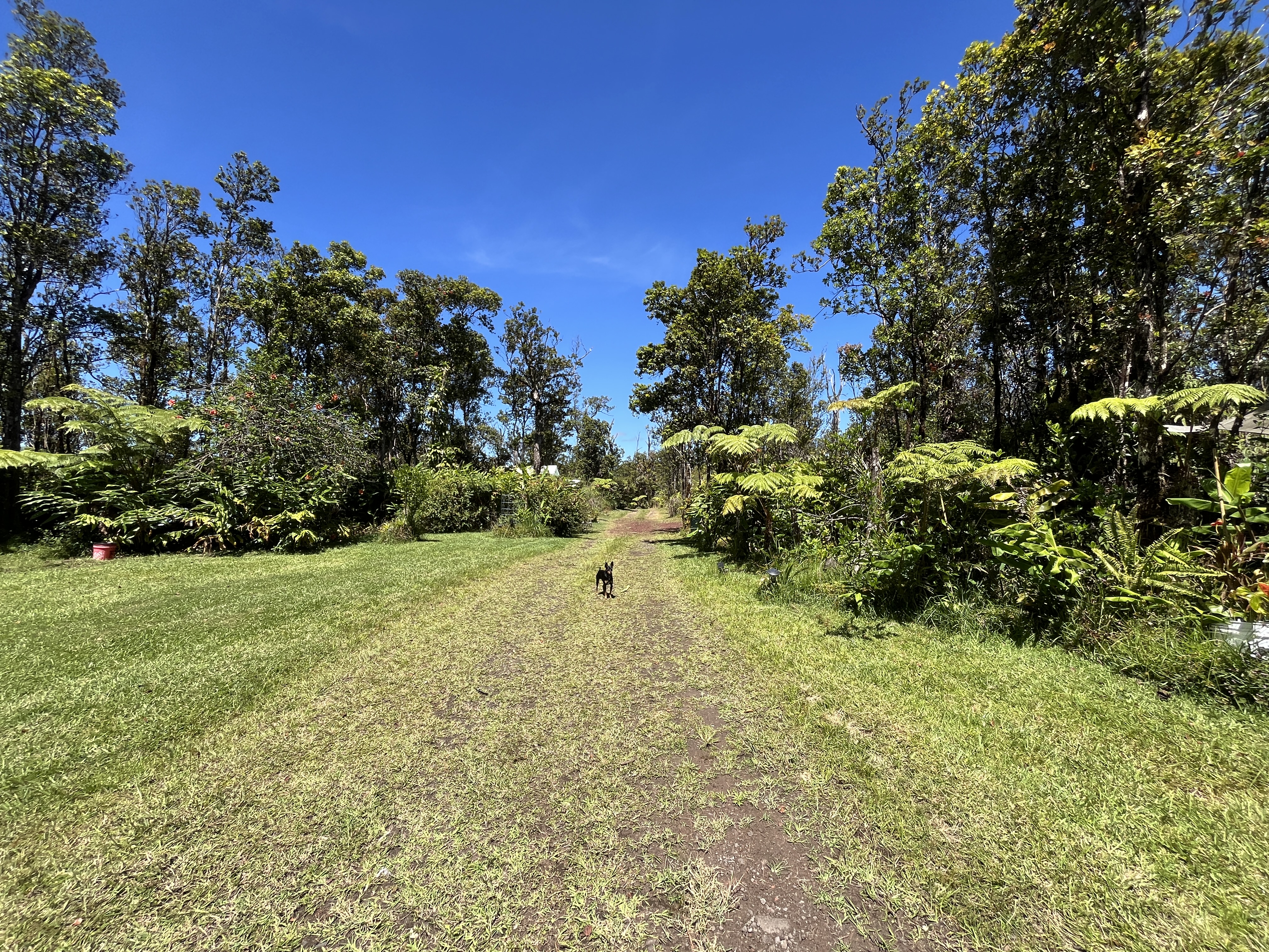 11-2729 Uakoko Road Mountain View, HI 96771 - Photo 26 of 26 a view of a yard with yellow plants