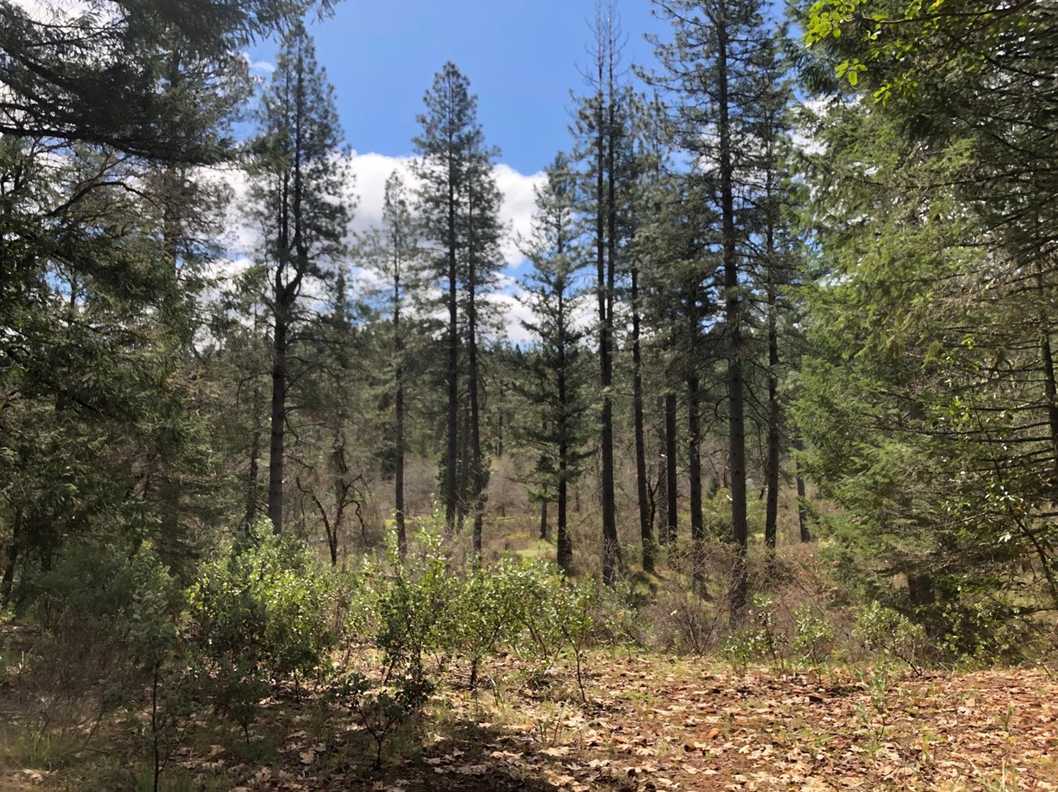 0 Lone Mountain Road, Unit TL602 O'Brien, OR 97534 - Photo 11 of 12 Additional Photo