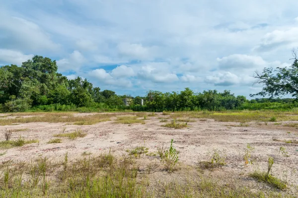 a view of a yard with plants