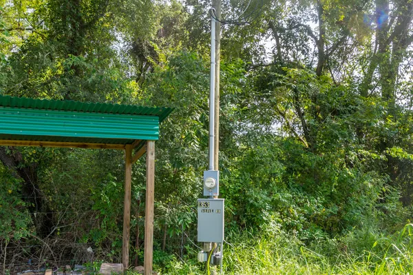 a picture of flowers with trees in the background