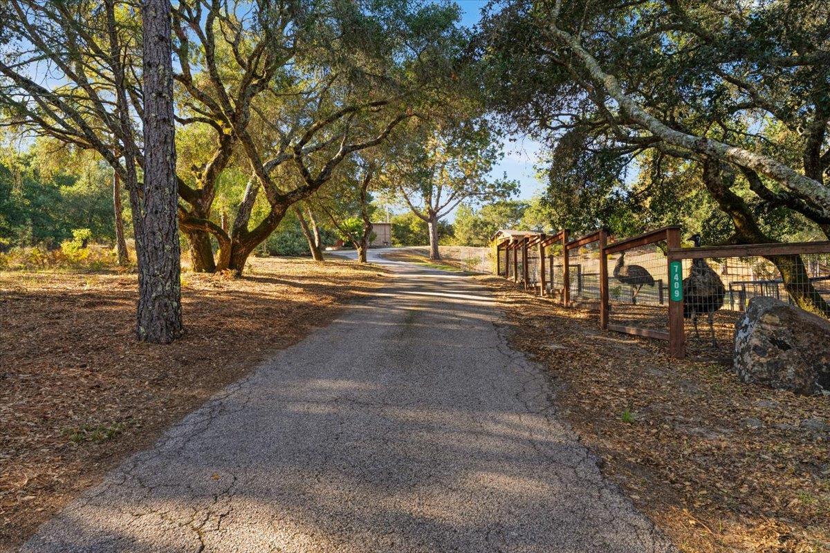 7409 Hihn Road Ben Lomond, CA 95005 - Photo 84 of 101 a view of a yard with plants and trees