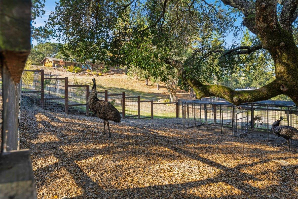 7409 Hihn Road Ben Lomond, CA 95005 - Photo 85 of 101