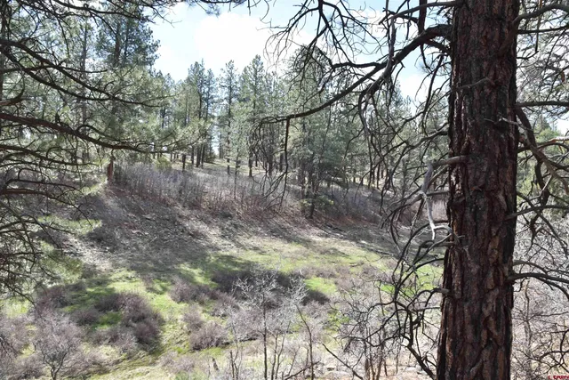 a view of a yard with an trees