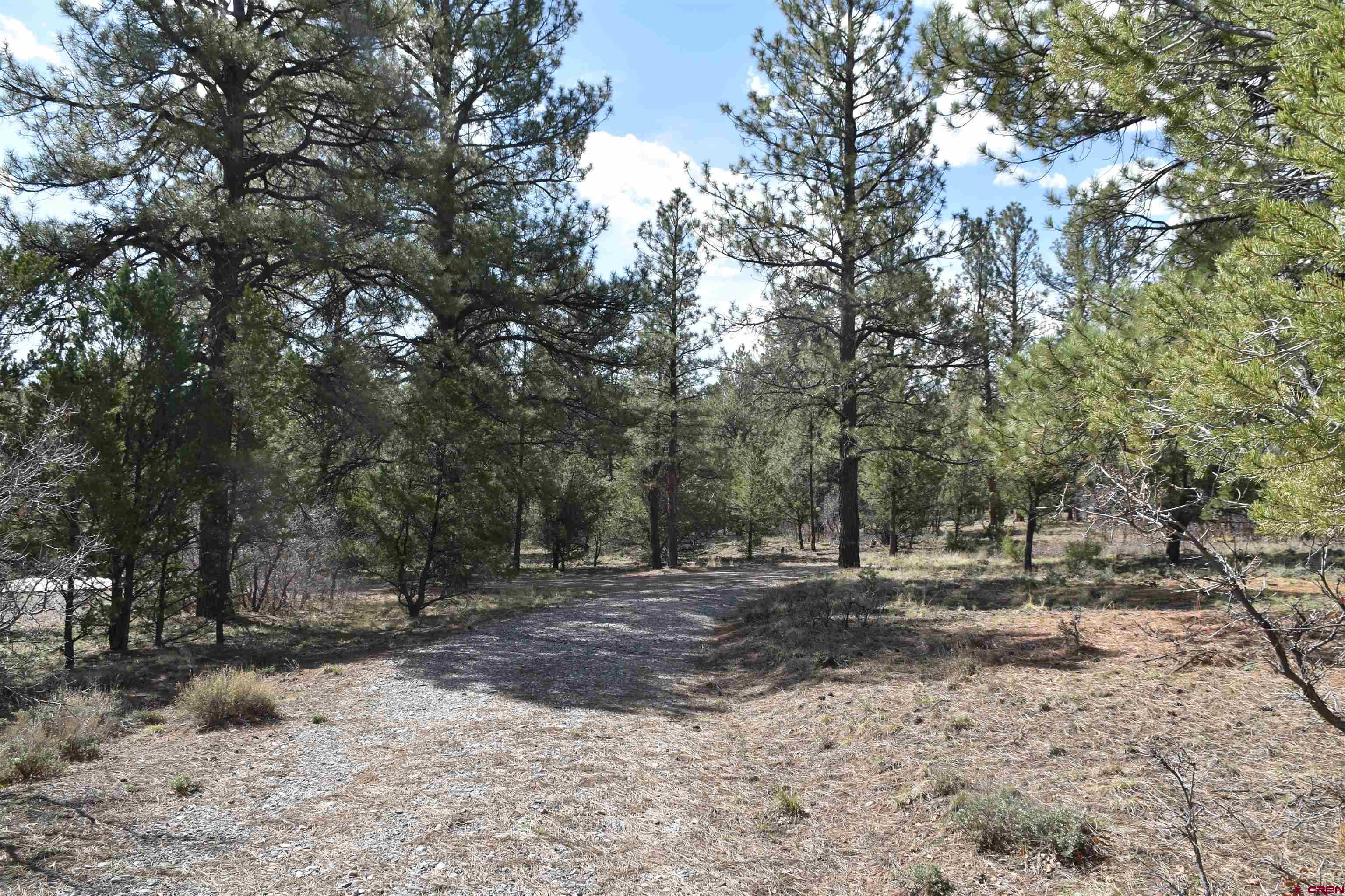141 Big Canyon Point Ridgway, CO 81432 - Photo 4 of 31 a view of dirt yard with a trees