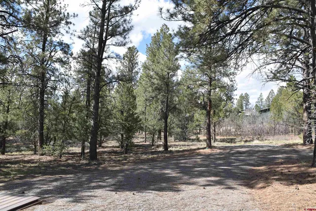 a view of a forest filled with trees
