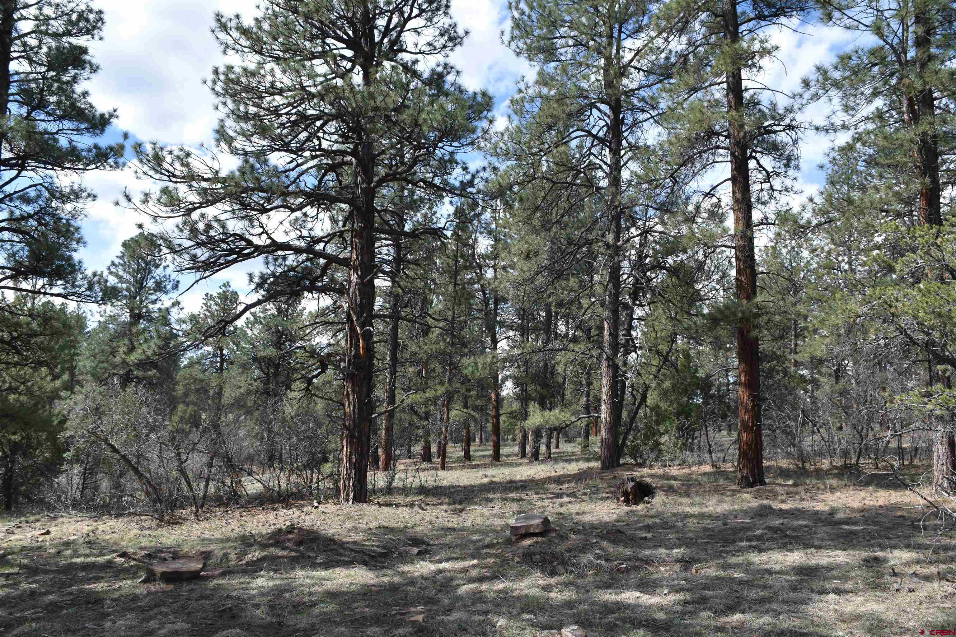 141 Big Canyon Point Ridgway, CO 81432 - Photo 10 of 31 a big yard with large trees
