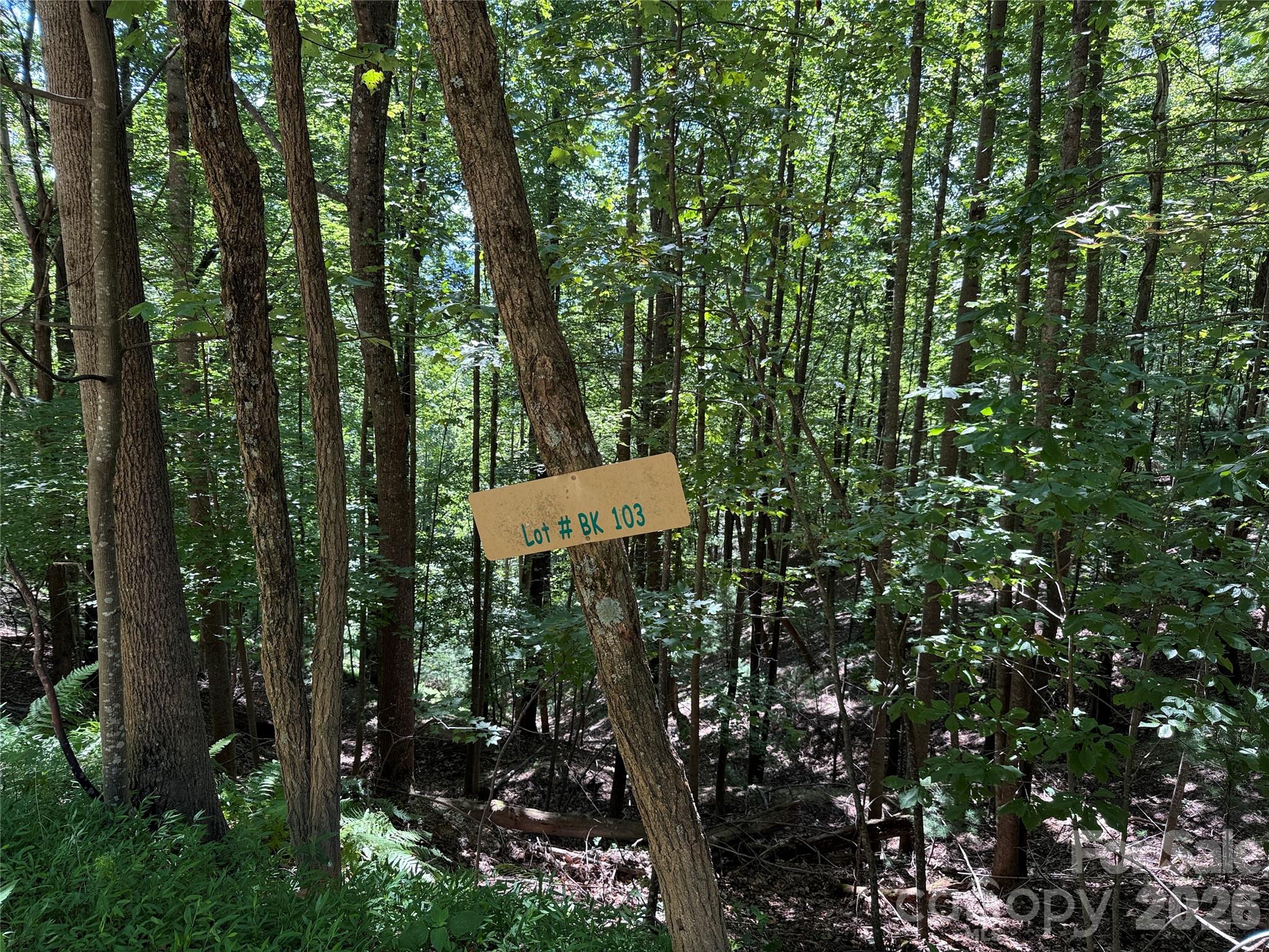Tbd Hickory Holw Road, Unit 102 & 103 Purlear, NC 28665 - Photo 12 of 41 a view of a tree in a forest