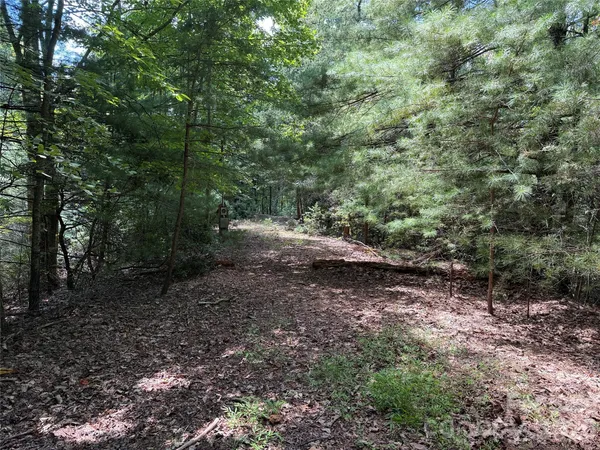 a view of a forest with trees in the background