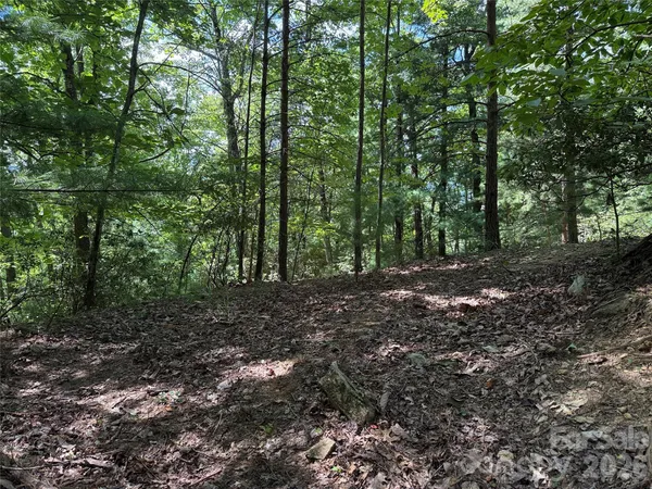 a view of a forest that has large trees