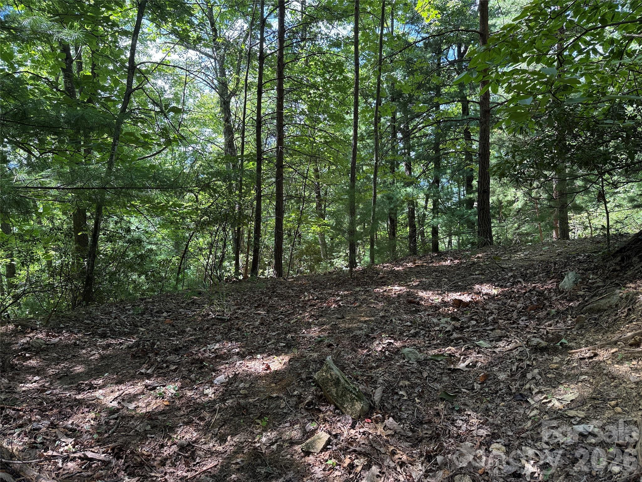 Tbd Hickory Holw Road, Unit 102 & 103 Purlear, NC 28665 - Photo 6 of 41 a view of a forest that has large trees