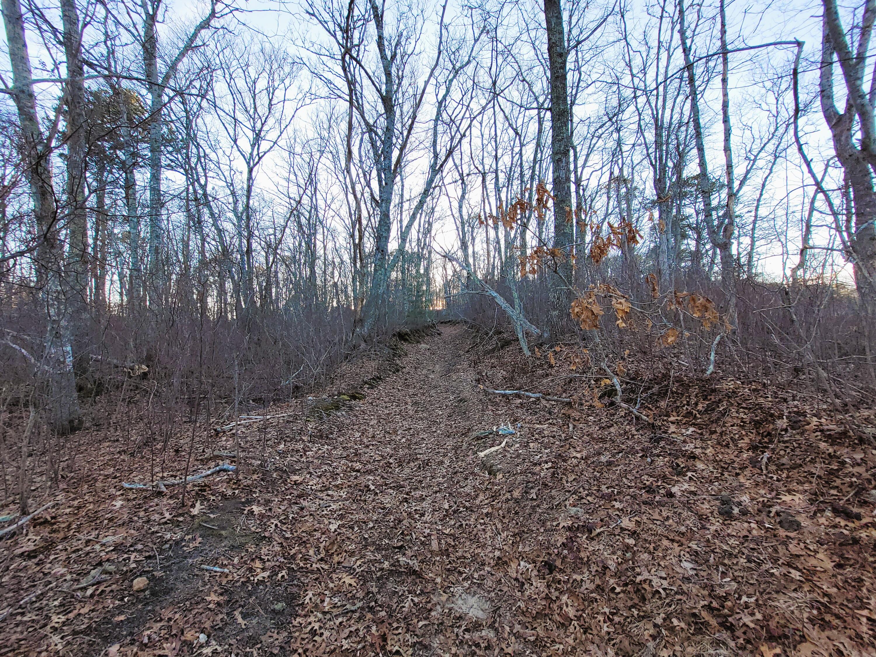 14 South Yarmouth Road Dennis, MA 02638 - Photo 44 of 46 Driveway turn into path to pond